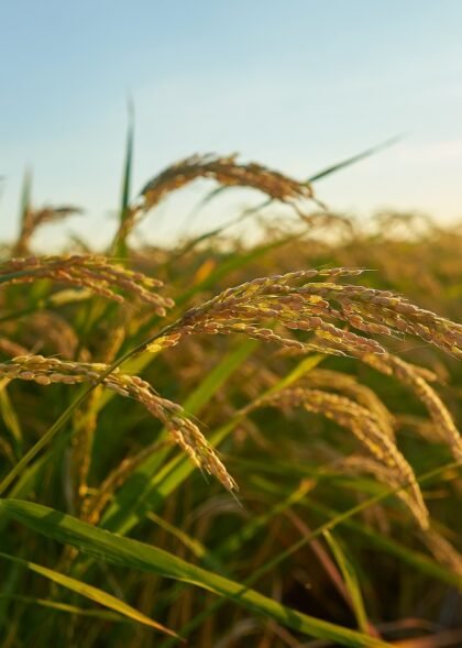 A large green rice field with green rice plants in rows in Valencia sunset